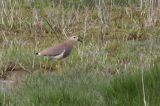 20140428_Witstaartkievit_Den Helder